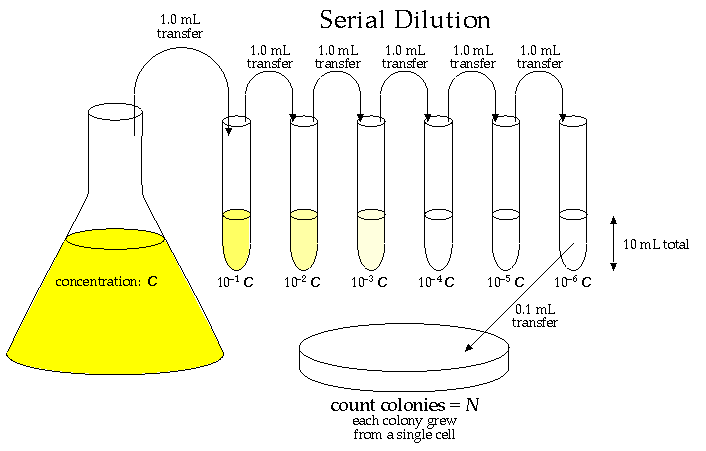 Simple Dilution Problems Microbiology