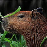 In Venezuela, Rodents Can Be a Delicacy